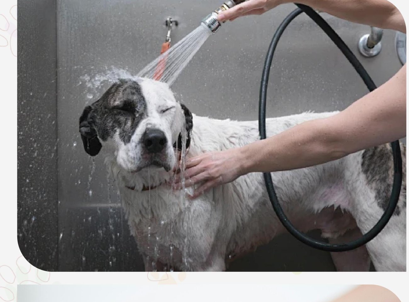 Dog rinsed with an ultra-fine mist in a Drezen pet wash cabin