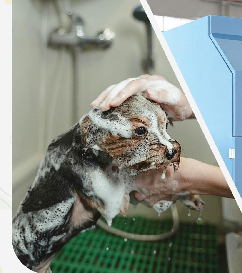 Dog gently washed in a Drezen automatic pet wash cabin