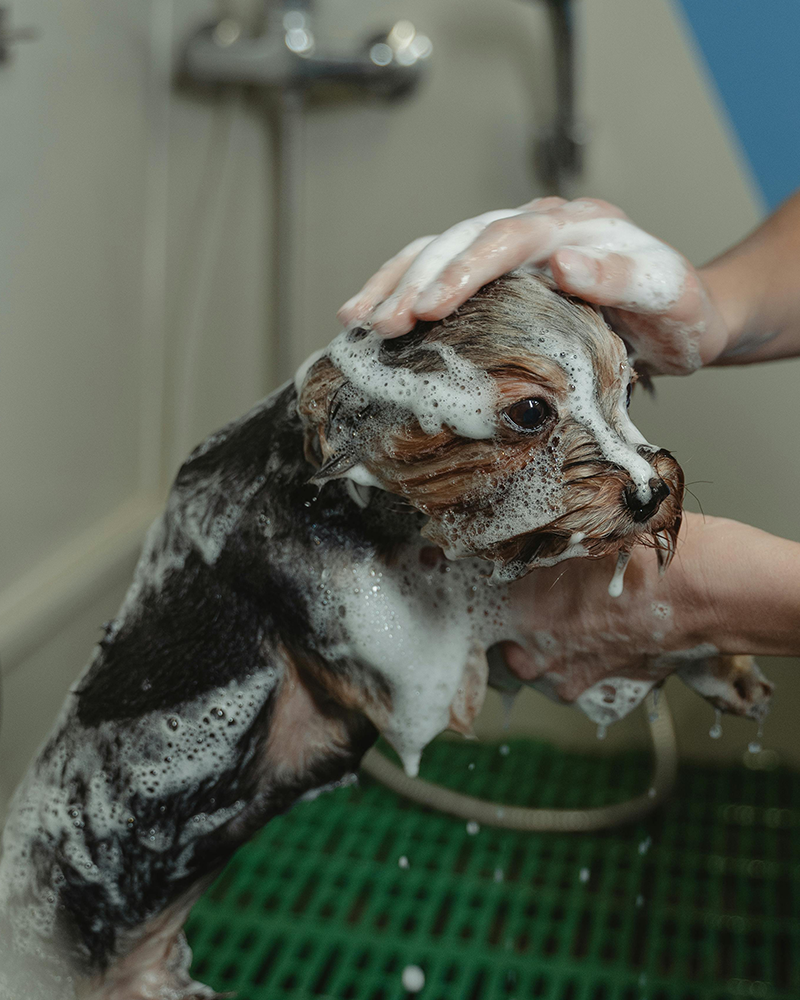 Dog being gently washed in a Drezen ozone pet wash