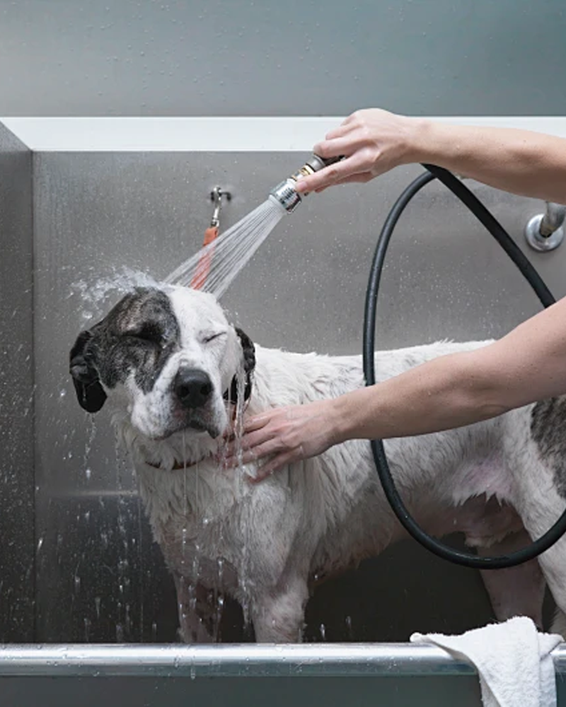 Dog rinsed with an ultra-fine mist in a Drezen pet wash cabin