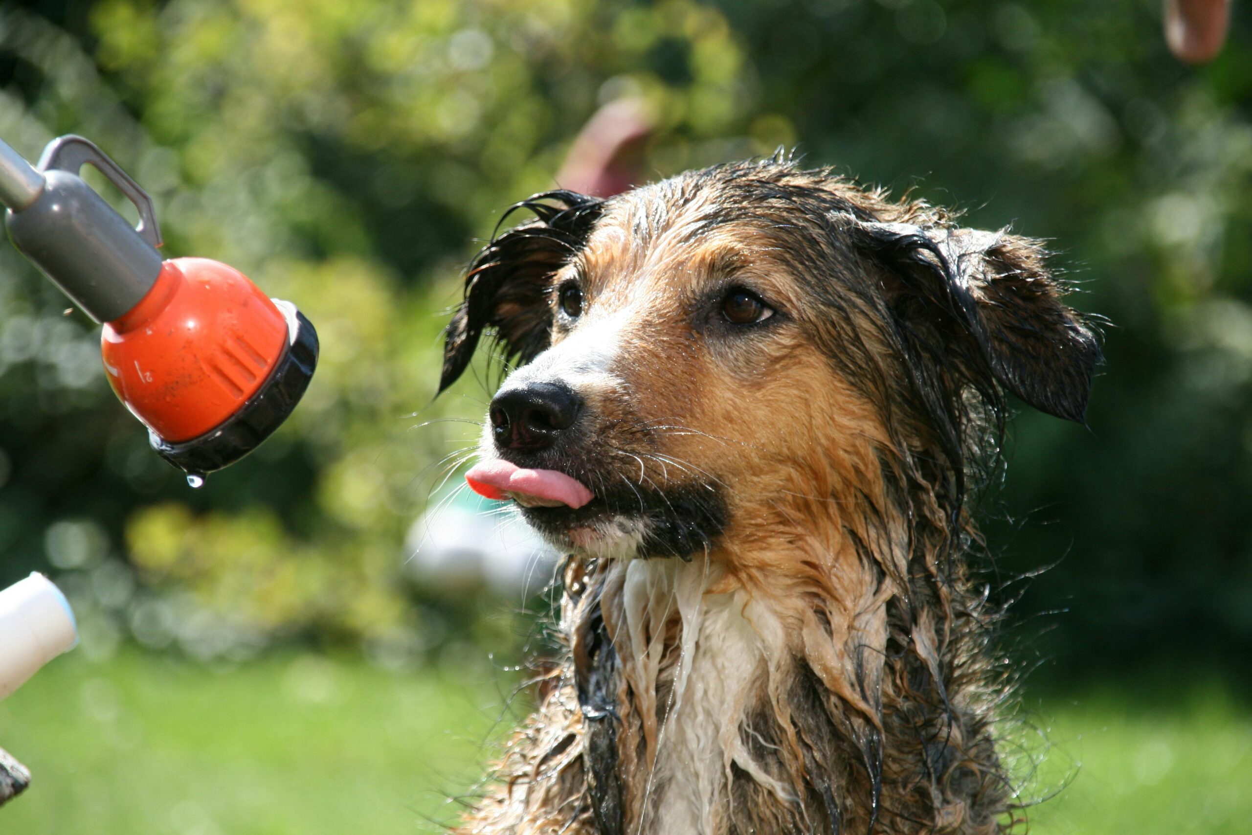 Dog rinsed with warm water in a Drezen wash