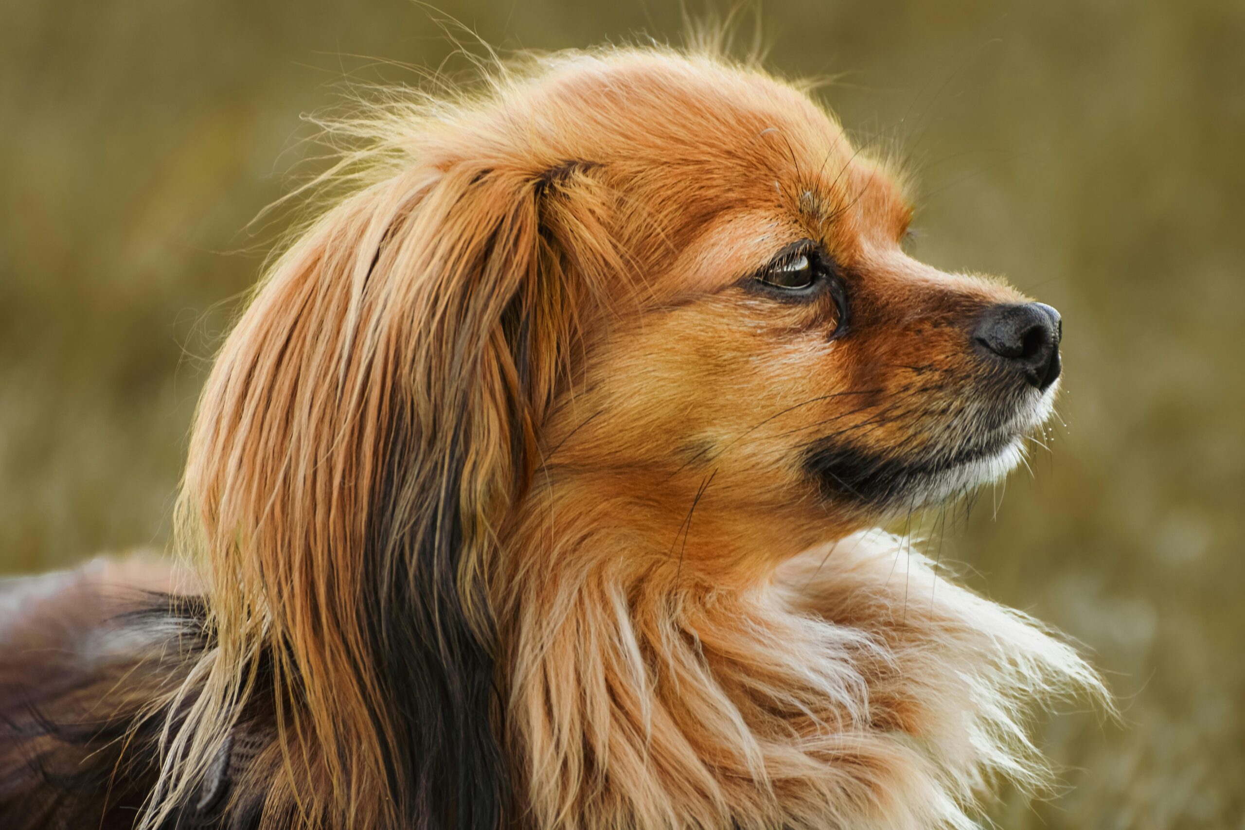 Groomed dog with a healthy, shiny coat