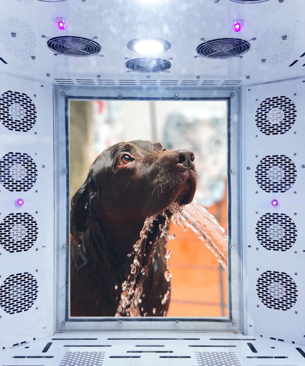Dog standing calmly inside a Drezen cabin as the ozone wash cycle runs